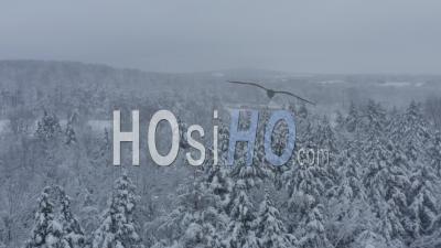 Forêts Couvertes De Neige Le Jour Brumeux, Wisconsin, États-Unis - Vidéo Par Drone