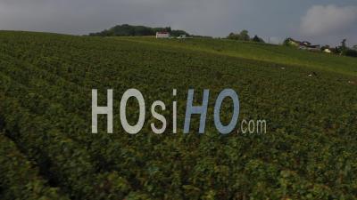 Harvest In Epernay, France - Video Drone Footage