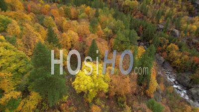  Forêt De Montagne En Automne (vallon De L'onde, En Bordure Du Parc National Des Écrins) Hautes-Alpes, Vidéo Par Drone
