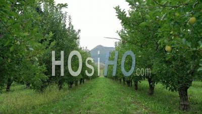 Vallée D'abondance, Fruit Tree Cultivation, Apple And Pear Trees, Le Saix, Hautes-Alpes, France - Video Drone Footage
