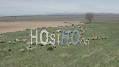 Flock Of Sheep In A Field, Agricultural Landscape, Verdon Regional Nature Park, Valensole Plateau, Alpes-De-Haute-Provence, France - Video Drone Footage