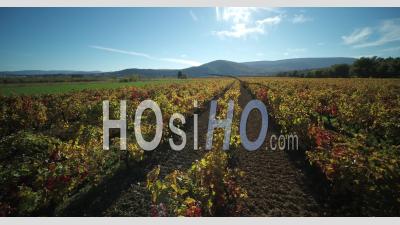 Vignoble De Provence En Automne, Ollieres, Var France - Vidéo Par Drone