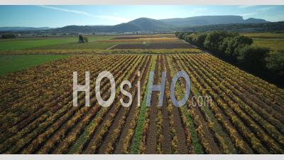 Provence Vineyard In Autumn, Ollieres, Var  France - Video Drone Footage