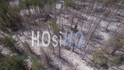 Dead Trees In A Pine Forest, Viewed From Drone