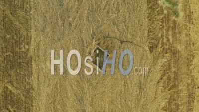Montagu Harrier Nest With Baby Birds Inside Protected By A Wire Mesh Cage During Harvest, France, Drone Point Of View