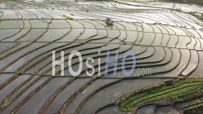Aerial Shot Of Rice Fields Covered Of Water - Video Drone Footage