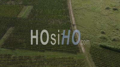 Drone View Of The Bordeaux Vineyard, Vineyard In Fronsadais, Vineyard Tractor At Work