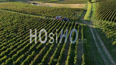 Vendanges Manuelles Dans Les Vignobles Bordelais à Fronsac, Près De Saint-Emilion - Vidéo Par Drone
