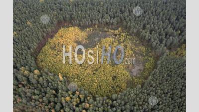 Aerial View Of Autumn Forest With A Clearing Of Young Trees. - Aerial Photography