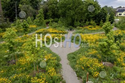 Coreopsis Grows In Detroit's Circle Forest - Aerial Photography