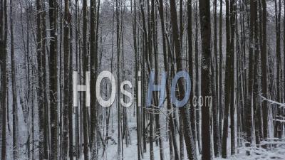 Voler Dans La Forêt D'hiver Recouverte De Neige Fraîche Entre Les Arbres - Vidéo Prise Par Drone