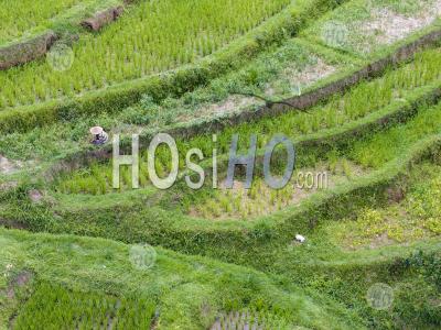 Jatiluwih Rice Terraces, Tabanan, Bali, Indonesia - Aerial Photography