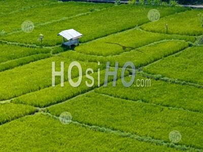 Abang Rice Terraces, Near Lempuyang Temple, With Agung Volcano, Bali, Indonesia - Aerial Photography