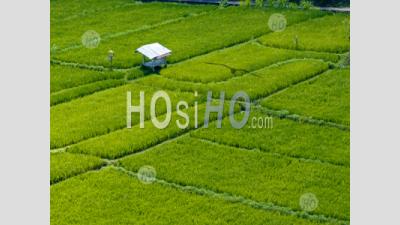 Abang Rice Terraces, Near Lempuyang Temple, With Agung Volcano, Bali, Indonesia - Aerial Photography