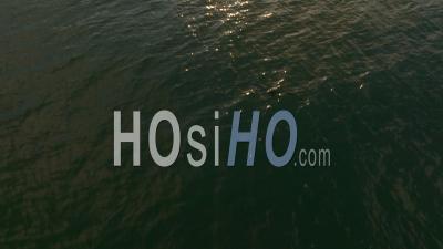 Sugercane And Caribbean Sea At Sunset - Video Drone Footage