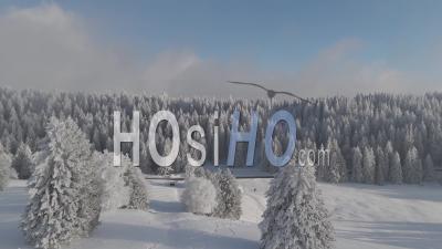 Forêt Gelée – Vidéo Prise Par Drone